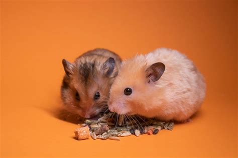 Can Hamsters Live Together in the Same Cage? – Hamsters101.com