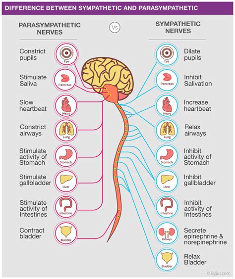 Sympathetic vs. Parasympathetic State: Chronic Stress / Adrenaline Rush ...