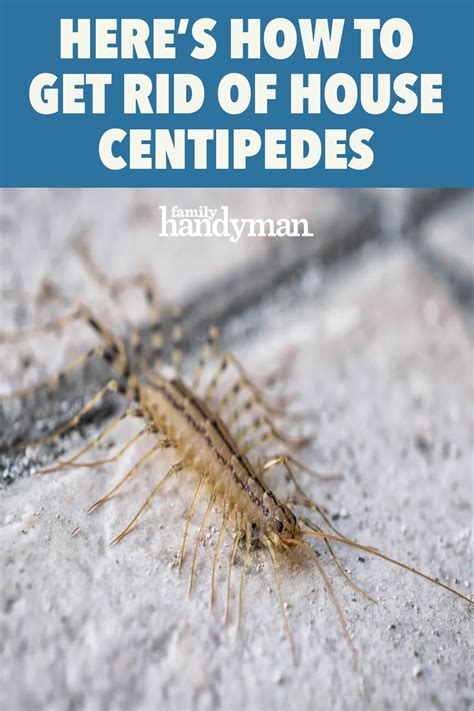 How to Identify and Get Rid of House Centipedes | Centipede, Diy bug ...