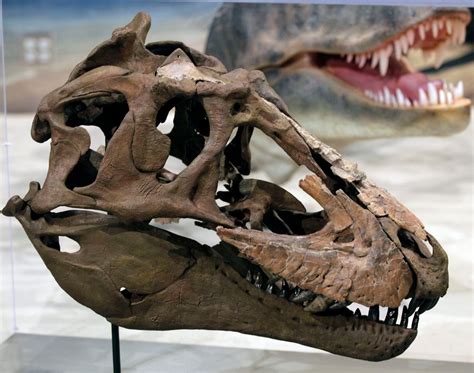 New dinosaur fossil debuts at Utah museum - The Washington Post