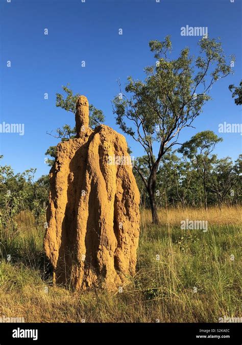 Termites mound hi-res stock photography and images - Alamy