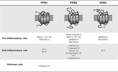 Frontiers | The N-Formyl Peptide Receptors and Rheumatoid Arthritis: A ...