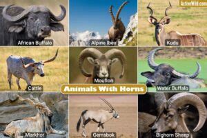 Animals With Horns – Pictures & Facts On Amazing Horned Animals