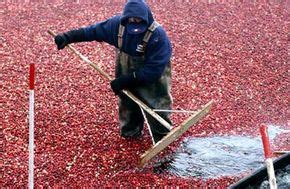 How Cranberry Bogs Work | HowStuffWorks