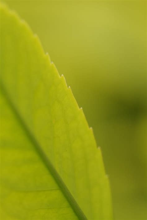 Plant, Macro, Sheet, Leaf, Veins HD phone wallpaper | Pxfuel