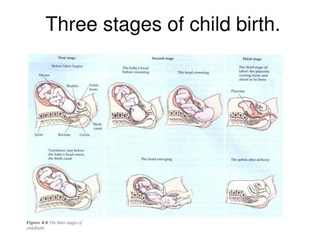 Stages Of Birth Diagram