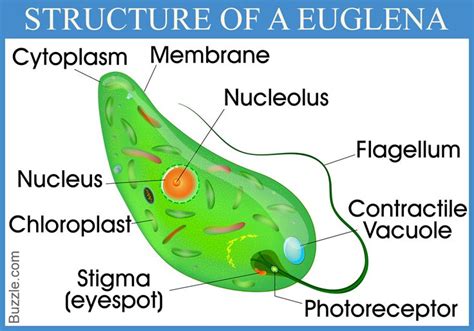 Euglena Facts | Biology and other cool science | Facts, Science, School ...