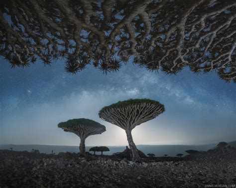 A Magical Series Captures the Gnarled Branches of Socotra's Dragon ...