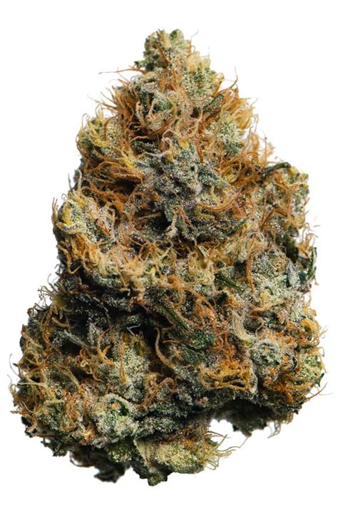 Fatso Strain | Proper Cannabis