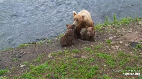 Brooks Falls Brown Bears Snapshot taken by MayTheBearsBeWithYou ...