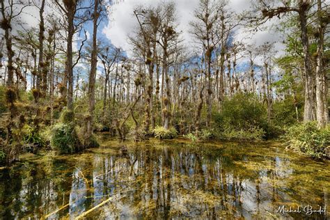 The Loop Road in the North of the Everglades, USA