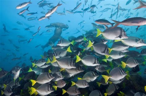 Galapagos Islands Scuba Diving Tours | Ecoventura