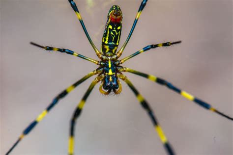 Giant spiders — as big as your hand — are headed for NYC, according to ...