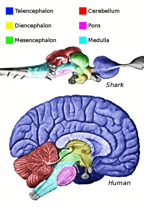 Vertebrate brain - Simple English Wikipedia, the free encyclopedia