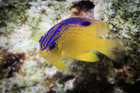 Longfin Damselfish, Juvenile 2 Photograph by Robert Wrenn - Fine Art ...