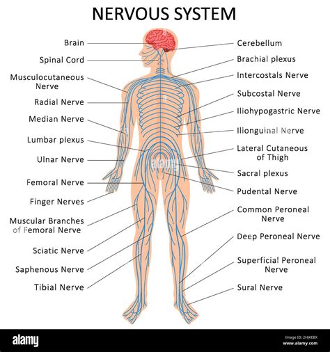 Nervous system diagram hi-res stock photography and images - Alamy