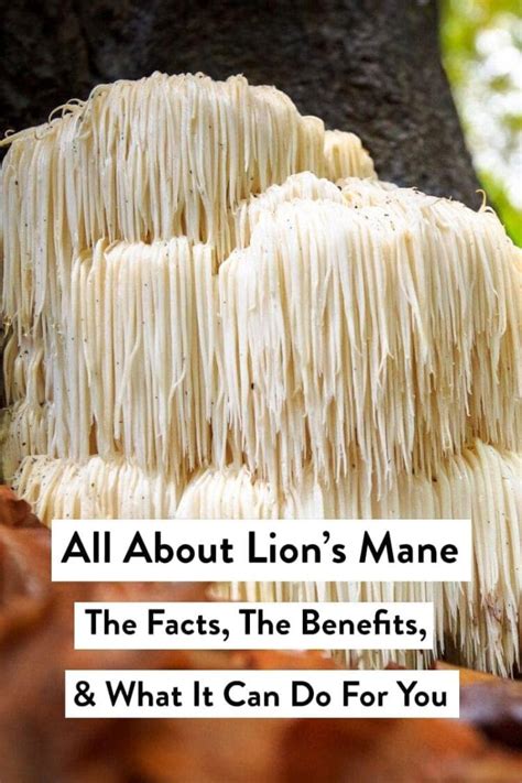 All About Lion's Mane & Its Benefits - 40 Aprons