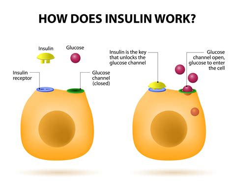 Meccanismo Insulina-Glicemia - MyLab Experiment