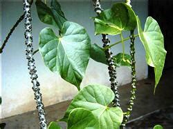 the magical of plants: Brotowali (Tinospora tuberculata Beumee)