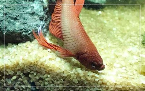 Betta Fish Dropsy Disease - How to Treat Bloated Betta Fish?