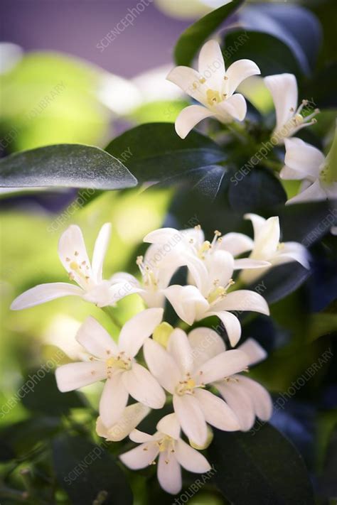 Murraya (Murraya paniculata) flowers - Stock Image - C047/6833 ...