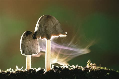 Mushroom Releasing Spores Photograph by Ciabou Hany