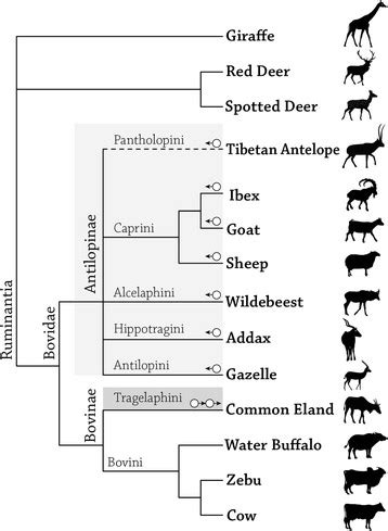 A schematic phylogenetic tree of 11 Bovid species representing ...