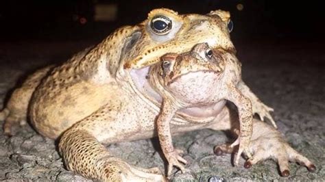 Invasive Cane Toad