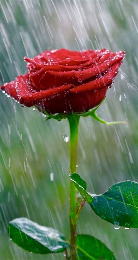 Single Red Rose in the Rain