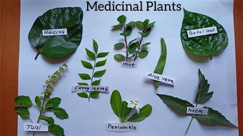 Science Model Medicinal plants| Medicinal plants leaf | Science Project ...