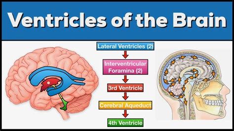 Anatomy And Function Of The Brain