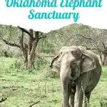 Weekend at the Oklahoma Elephant Sanctuary | That Texas Couple