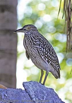 Nankeen Night-Heron - Australian Birds - photographs by Graeme Chapman