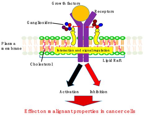 IJMS | Free Full-Text | Gangliosides as Signaling Regulators in Cancer