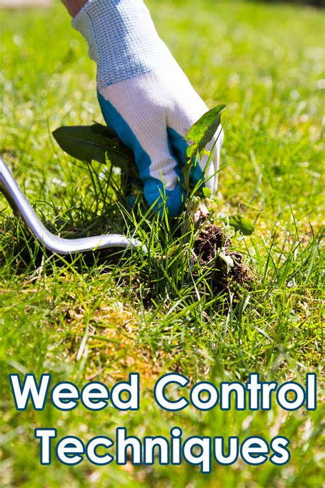 Gardening and Lawn Tips: Weed Control Techniques