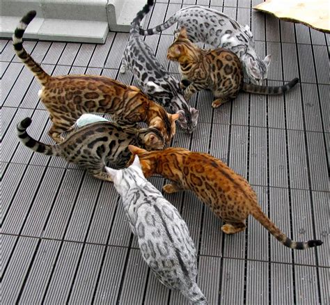 Bengal Cat Colors and Patterns