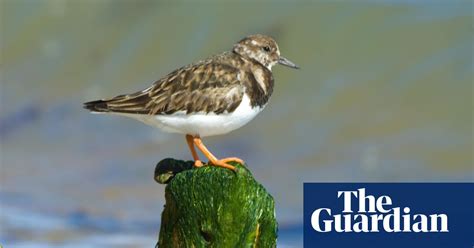 Young country diary: Young turnstones look like they’re being told off ...