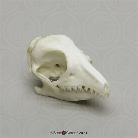 Shrew Skull