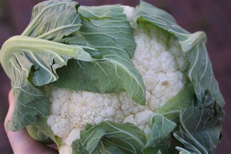 Cauliflower- Snowball – GMO Free Seeds