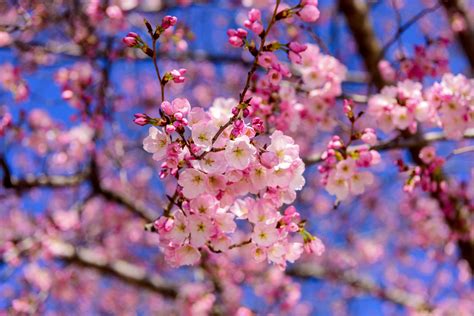 Celebrate Cherry Blossom Festival in Shillong this year | Times of ...