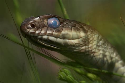 How to Treat Retained Eye Caps on Shedding Snakes