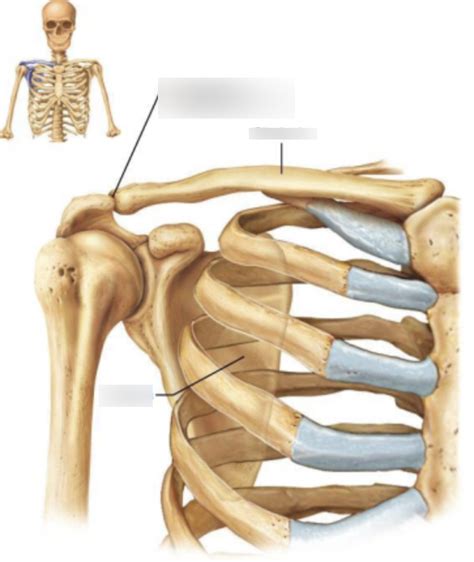 ceinture scapulaire Diagram | Quizlet