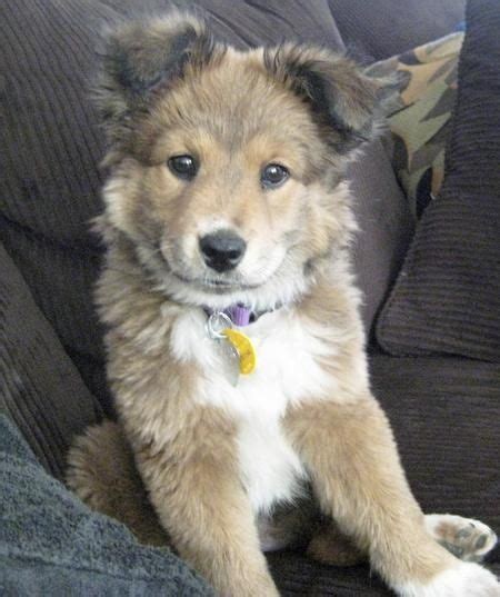 7 Facts That Will Make You Love the Border Collie German Shepherd Mix ...