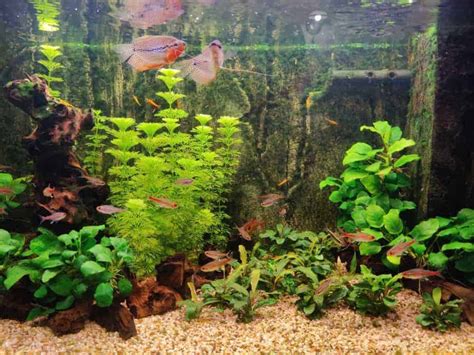 10 Aquarium Plants That Grow Fast | Mandatory Weekly Trims