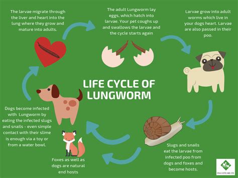 How Do I Know If My Dog Has Lungworm