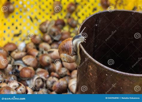 Edible Snails on Marketplace Stock Photo - Image of meat, life: 84396898