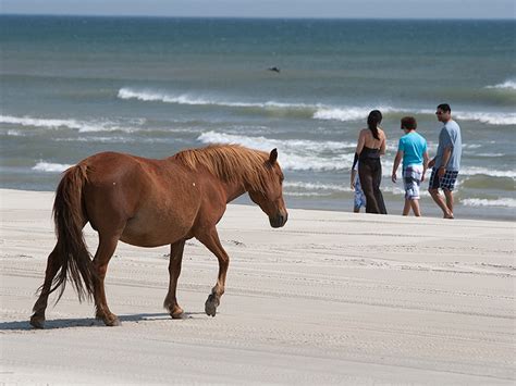 Corolla Wild Horses - The Northern Outer Banks