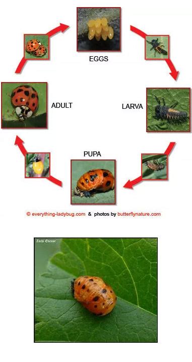 Ladybug Life Cycle – Lady Bugs Direct