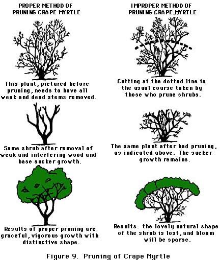 Pruning 101 – The Garden Diaries