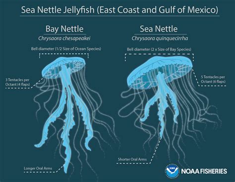 Scientists discover common sea nettle jellyfish is actually two ...